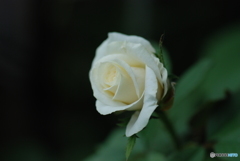 薔薇