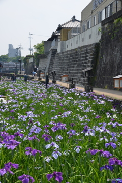 菖蒲まつり