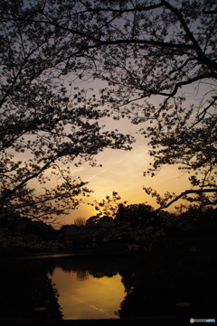 夕桜