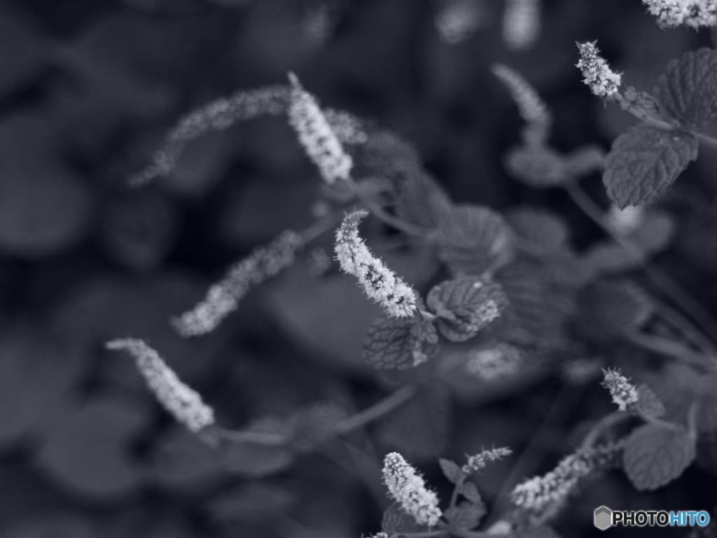 mintの花