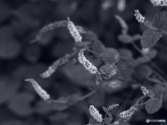 mintの花