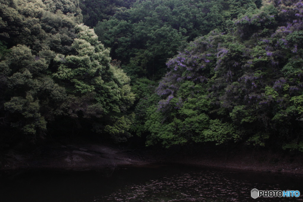 新緑と山藤
