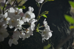 夜桜