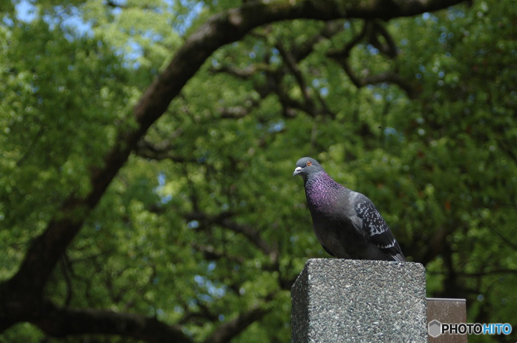 午後の鳩時間。