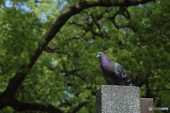 午後の鳩時間。