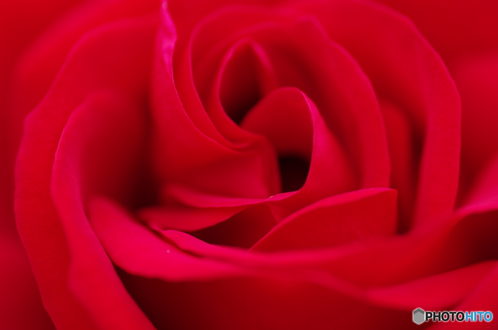 赤薔薇