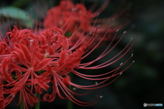 曼珠沙華