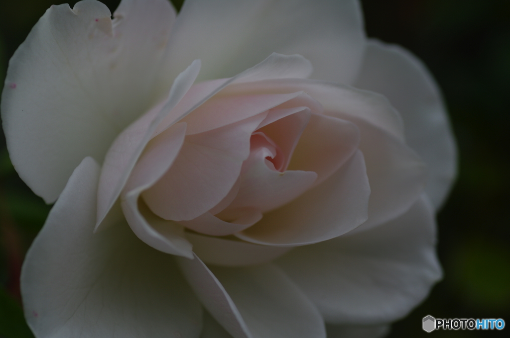 白薔薇