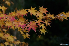 残り紅葉