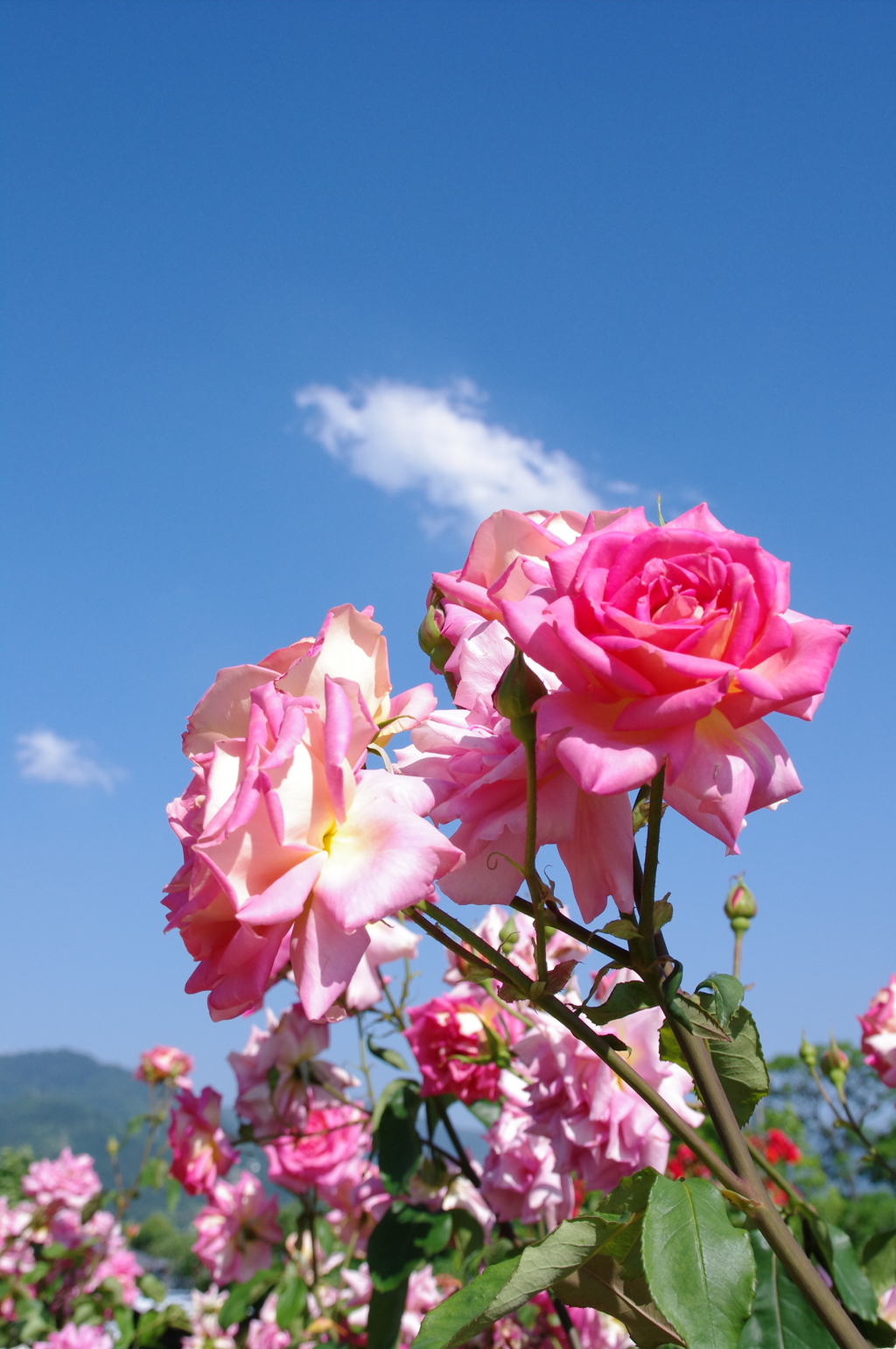 薔薇