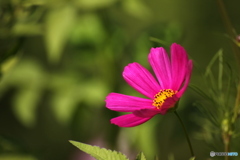秋桜