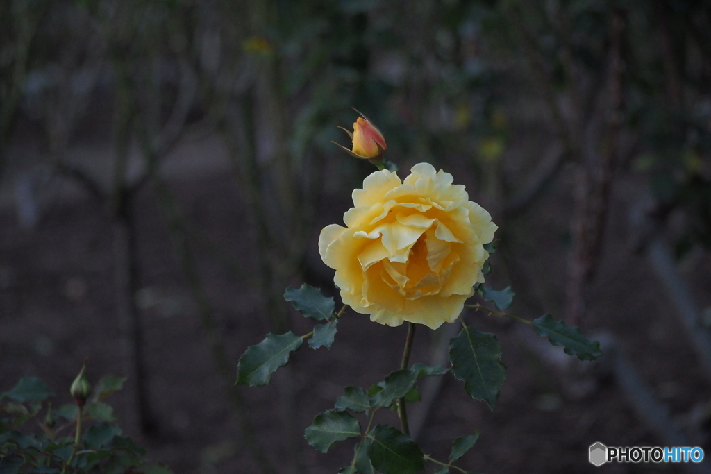 冬薔薇