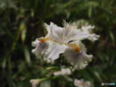 シャガの花