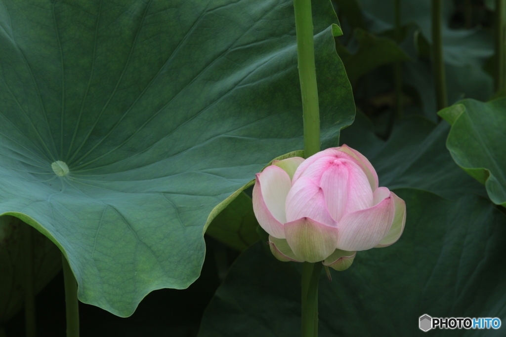 蓮の花にて候