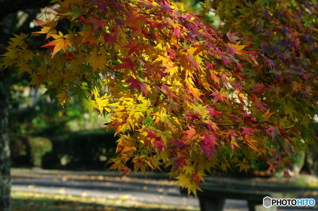 紅葉２