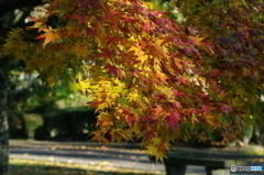 紅葉２