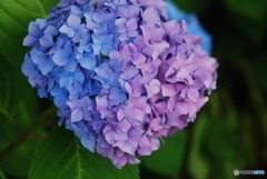 ajisai