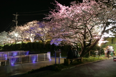 夜のお花見