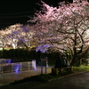 夜のお花見