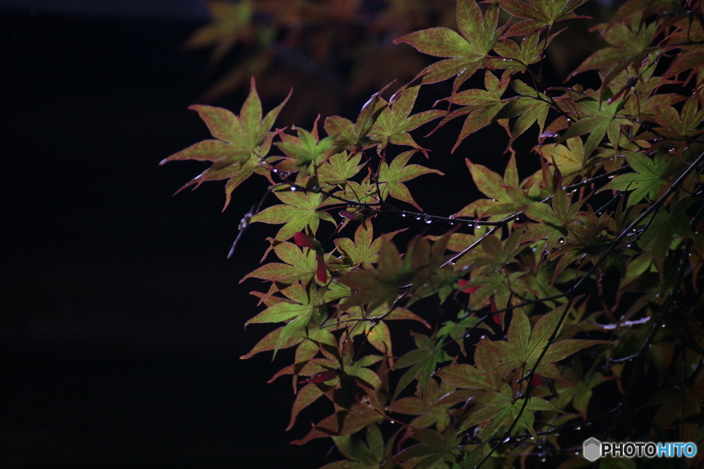 梅雨紅葉