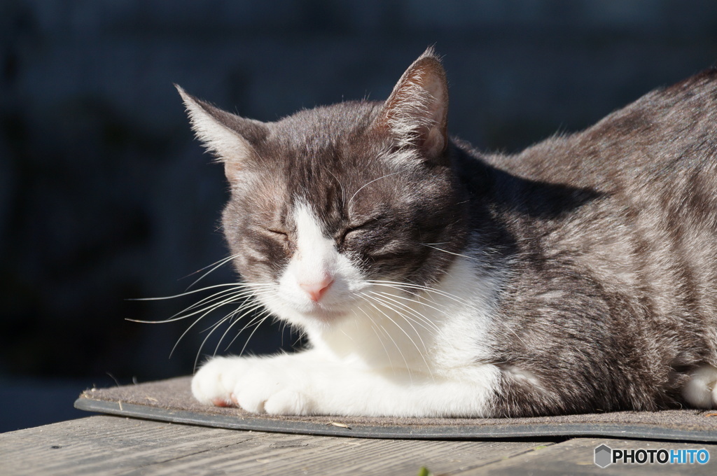 元旦小春日和の居眠りさん