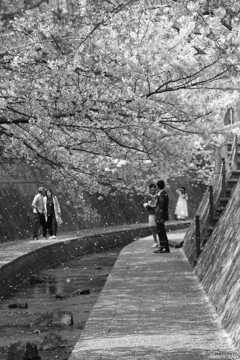 桜雪