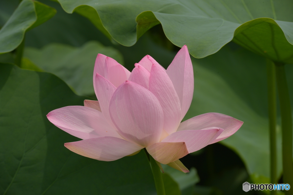 蓮の花