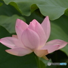蓮の花