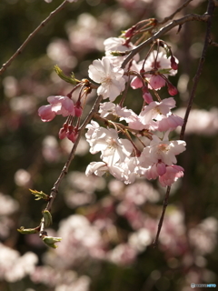 桜の花
