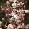 桜の花
