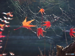 Wireart