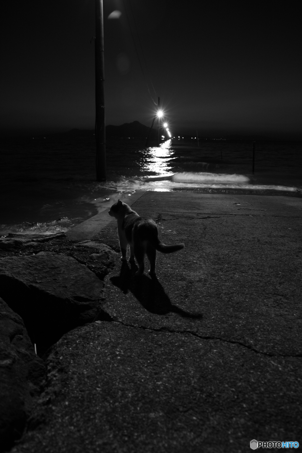 海猫
