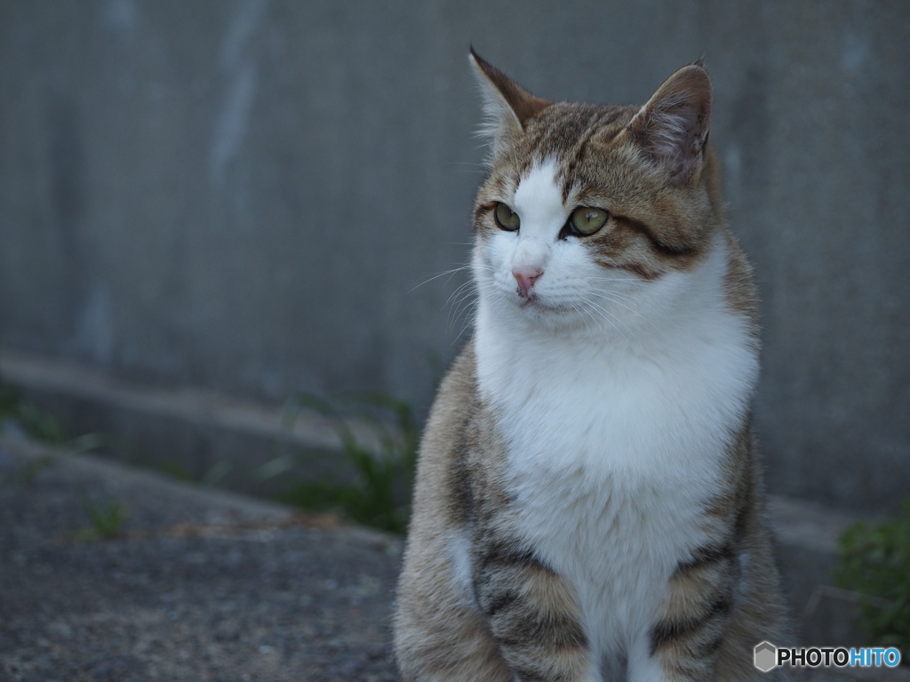 港の猫たち