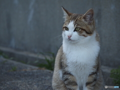 港の猫たち