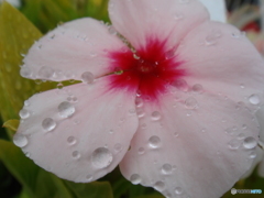 雨にうたれて