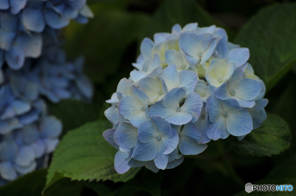 紫陽花