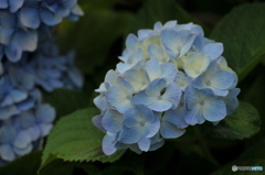 紫陽花