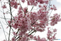 春咲き