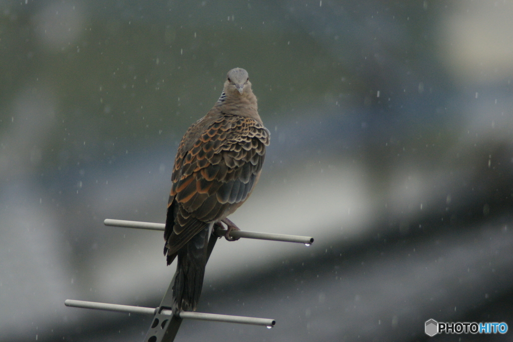 雨の中で②