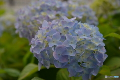 季節便り