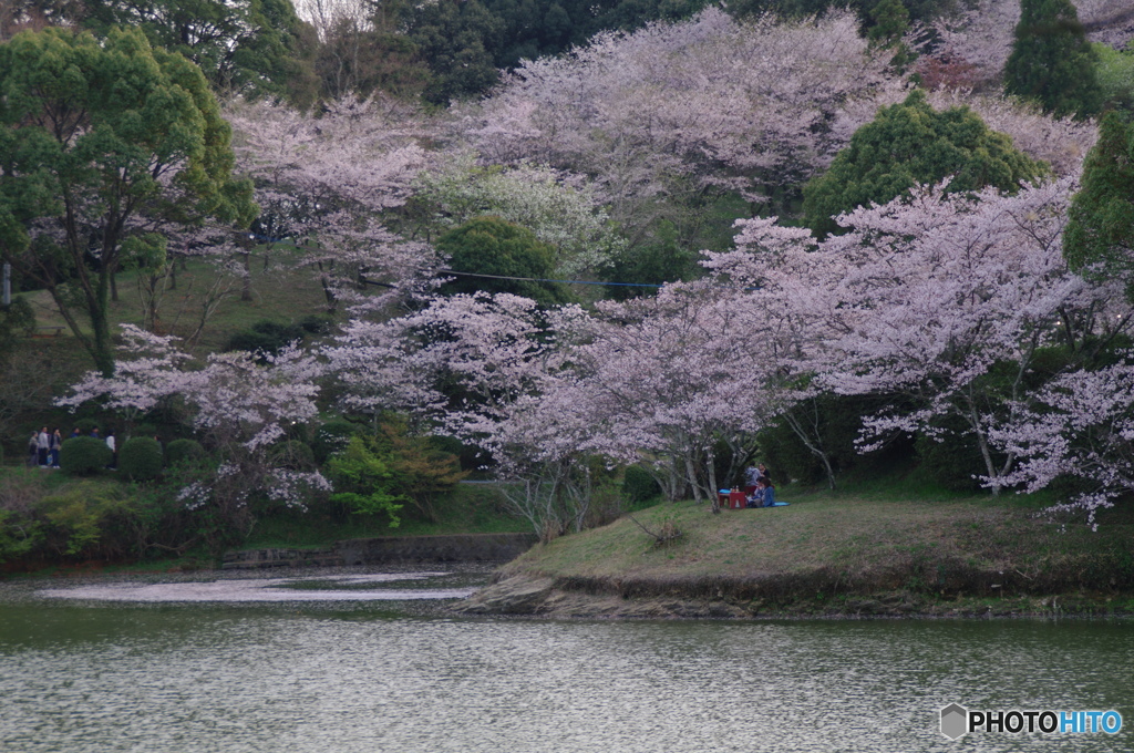 お花見