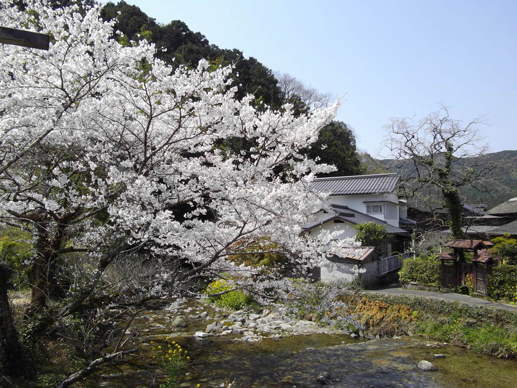 ふるさと桜