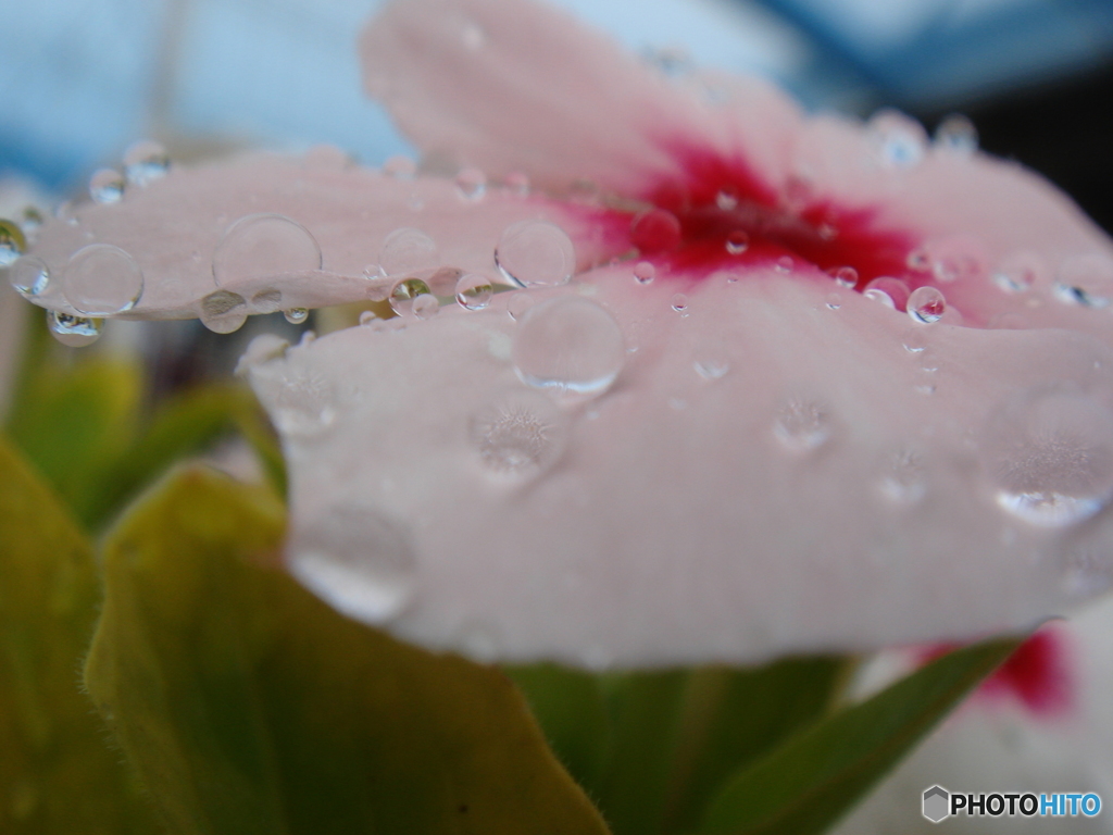 雨にうたれて