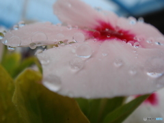 雨にうたれて