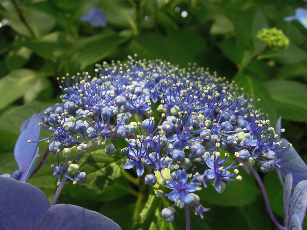紫陽花の花１