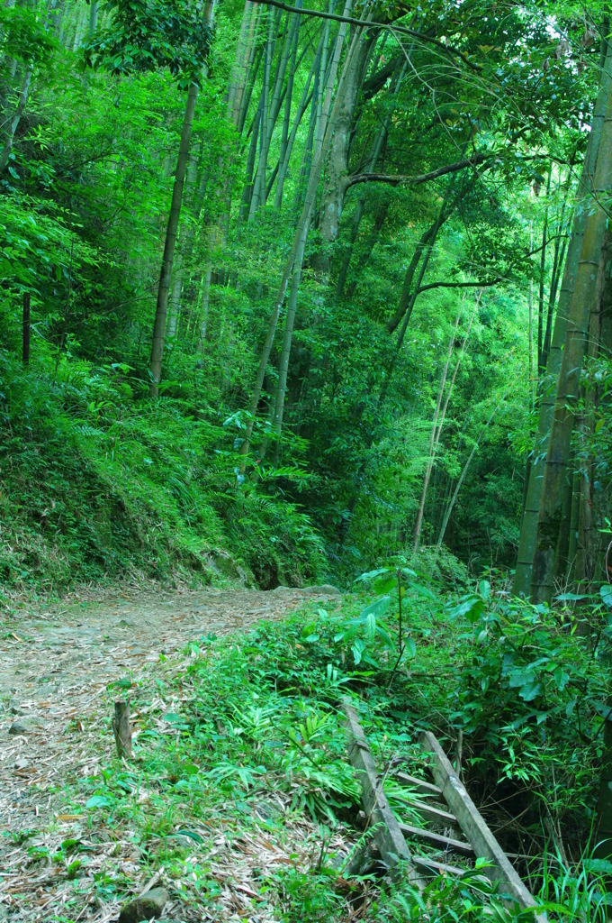 林道