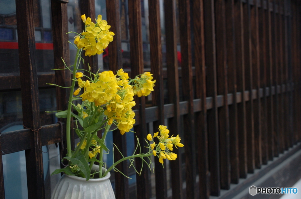 菜の花