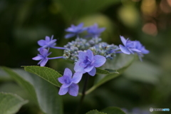 ajisai