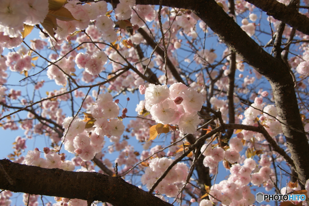 八重桜