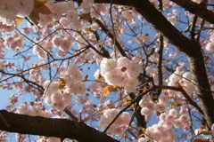 八重桜